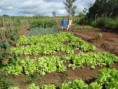 /album/fotos-do-projeto/cultivo-de-hortali%c3%a7as-jpg1/